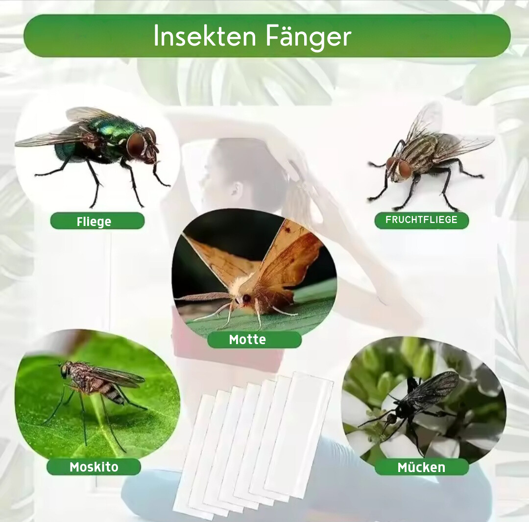 Fliegenfänger Klebepapier